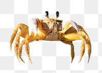 Crab png collage element, transparent background