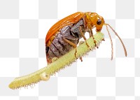 Insect png collage element, transparent background