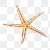 Starfish png collage element, transparent background