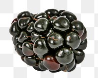 Organic blackberry fruit png, transparent background