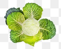 Organic green cabbage png, transparent background