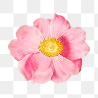 PNG single-flowered cabbage rose, collage element, transparent background