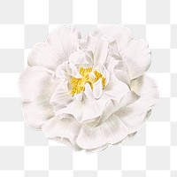 PNG vintage ordinary white rose, collage element, transparent background