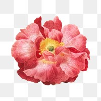 PNG vintage Provins rose, collage element, transparent background