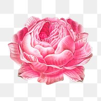 PNG cabbage rose vintage, collage element, transparent background