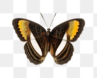 Butterfly png vintage illustration, transparent background