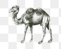 Camel png vintage illustration, transparent background