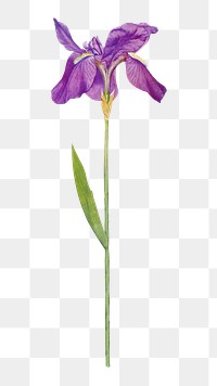 PNG vintage iris flower, collage element, transparent background