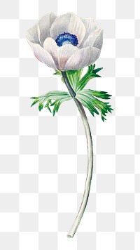 PNG Anemone flower botanical, collage element, transparent background