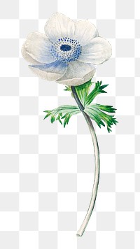 PNG Anemone flower botanical, collage element, transparent background