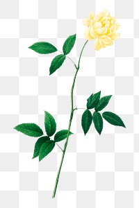 PNG Lady bank's rose flower botanical, collage element, transparent background