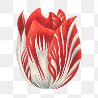 PNG tulip flower, collage element, transparent background