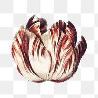 PNG colorful tulip flower, collage element, transparent background