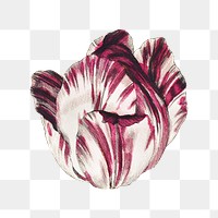 PNG colorful tulip flower, collage element, transparent background