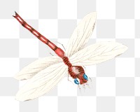 PNG Dragonfly illustration transparent background. Remixed by rawpixel.