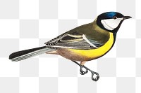 PNG Talitiainen bird illustration transparent background. Remixed by rawpixel.