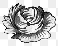 PNG Rose flower black and white transparent background. Remixed by rawpixel.