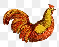 PNG Chicken farm animal illustration transparent background. Remixed by rawpixel.