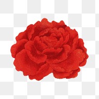 PNG red camellia, collage element, transparent background