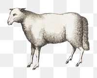 Vintage sheep png, farm animal illustration, transparent background. Remixed by rawpixel.