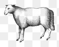 Vintage sheep png, farm animal illustration, transparent background. Remixed by rawpixel.