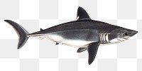 Vintage shark png, transparent background. Remixed by rawpixel. 