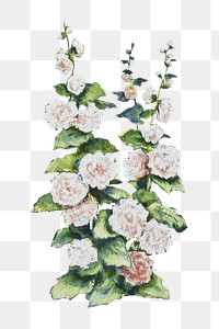 Vintage white flower png, transparent background. Remixed by rawpixel. 