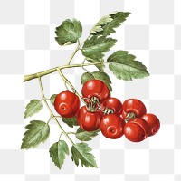 Tomato png watercolor illustration element, transparent background. Remixed from Maria Sibylla Merian artwork, by rawpixel.