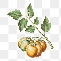 Tomato png watercolor illustration element, transparent background. Remixed from Maria Sibylla Merian artwork, by rawpixel.