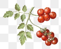 Tomato png watercolor illustration element, transparent background. Remixed from Maria Sibylla Merian artwork, by rawpixel.