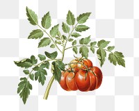 Tomato png watercolor illustration element, transparent background. Remixed from Maria Sibylla Merian artwork, by rawpixel.