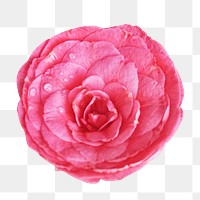 Pink png Camelia flower, transparent background