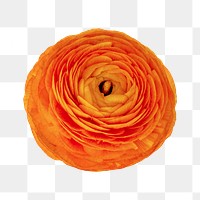 Orange ranunculus png collage element, transparent background