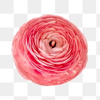 Pink ranunculus png collage element, transparent background