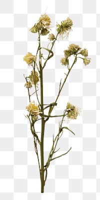 Dried white flowers png collage element, transparent background