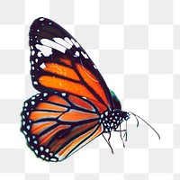 Monarch butterfly png collage element, transparent background