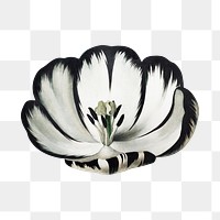 PNG tulip flower vintage botanical, collage element, transparent background