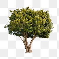 PNG Lone tree, transparent background