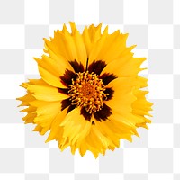 Yellow flower, png collage element, transparent background