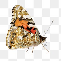 Butterfly png, painted lady, beautiful, transparent background