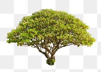 PNG Lone tree , transparent background