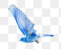 Blue hummingbird png, transparent background