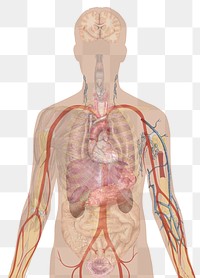 Image for use in the Human body diagrams project. To discuss image, please see Talk:Human body diagrams