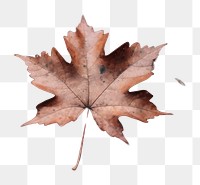 PNG Leaf plant maple backgrounds. AI generated Image by rawpixel.