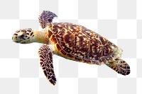 Sea turtle png sticker, sea animal on transparent background