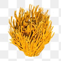 Yellow png sea coral sticker, marine life image, transparent background