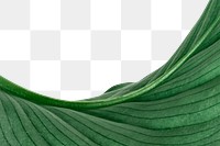 Green leaf png border, transparent background