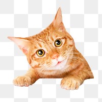 Ginger cat png sticker, pet image on transparent background