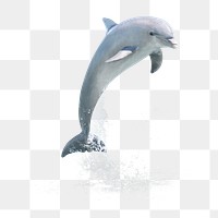 Jumping dolphin png sticker, sea animal on transparent background