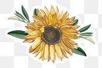 Sunflower  png sticker, drawing illustration, transparent background